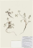 藏品(山薰香)的圖片